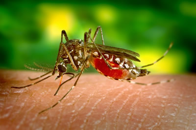 DIY Mosquito repellent